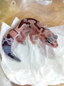 Fattail Gecko 