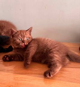 bsh cinnamon solid male
