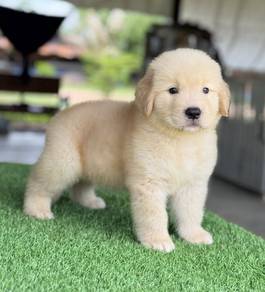 GOLDEN RETRIEVER PUPPIES M761 🌻 黃金獵犬 Cream / Gold