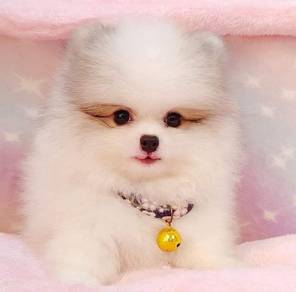 Pomeranian