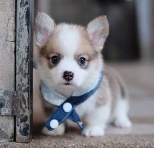 CORGI PUPPIES VIP05 Available Male Long Coat