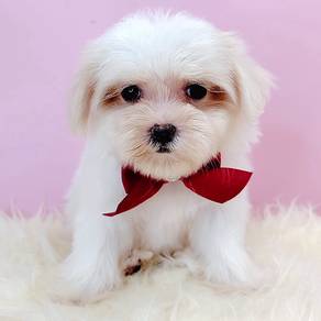 Maltese