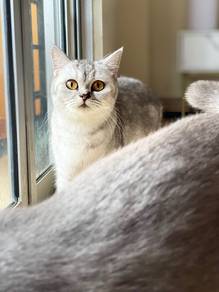 British Shorthair