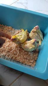 cockatiel anak suap