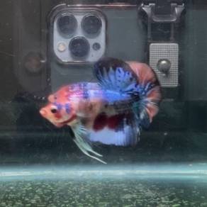 Betta fish