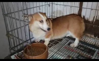 corgi adult 