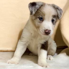 Border collie merle color soecial
