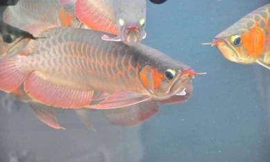 arowana chili red 15 inch-wholesale price