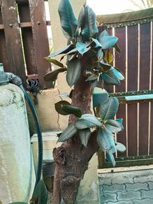 live plant, ficus elastica ,outdoor plant 
