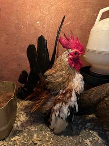 Ayam Japanese Bantam