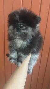 Pure Breed Blue Merle Pomeranian (M) 纯种陨石博美 男生