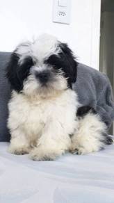 Soft-pawed Shihpoo / Fluffy / Teddy Face / Compani