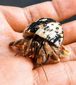 Hermit Crab