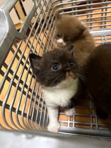 BSH chocolate cinnamon