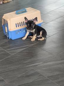 Black tan French bulldog puppy