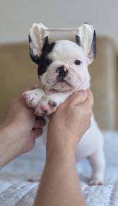 FRENCH BULLDOG PUPPIES🌻A192 Male-Feamle