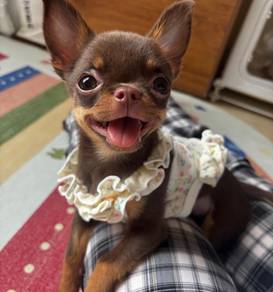 Chihuahua