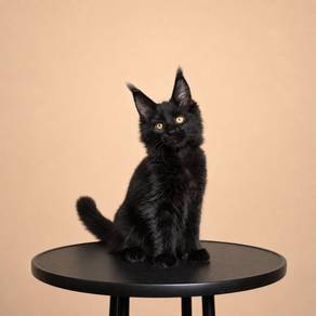Mainecoon Black