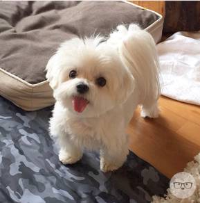 G_Q1966 happy angel tiny maltese white haired #mka