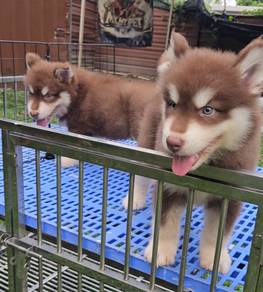 Wooly Husky Puppy