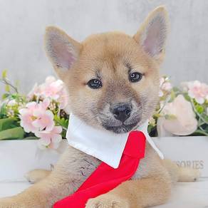 Shiba