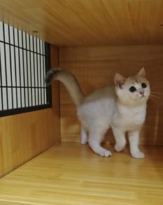 silver bsh