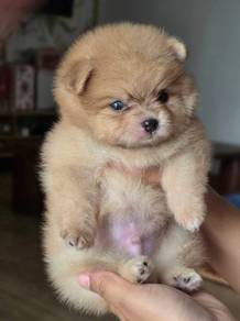 POMERANIAN PUPPIES A183 🌻 Sort of shine Boy~Girl
