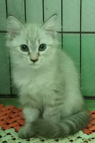 maincoon mix