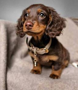 DD800 Mini Dachshund long haired choco tan
