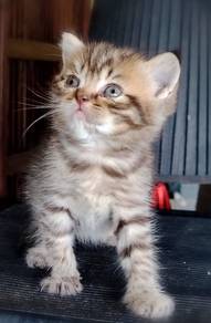British Shorthair kitten
