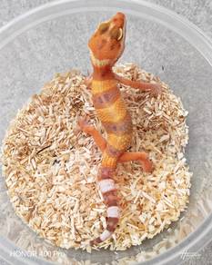 Leopard gecko Promotion 