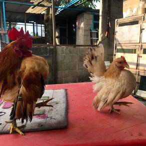sepasang ayam serama