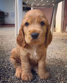 Rosy English Cocker Spaniel Sweet Face Puppy Baby