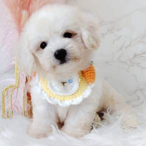 Maltipoo