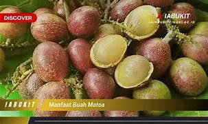 Pokok Matoa/Longan Brazil