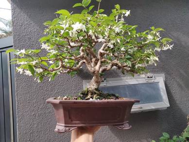 Bonsai Jeliti/ Sui mei