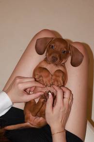 J0799 Dachshund precious baby puppy