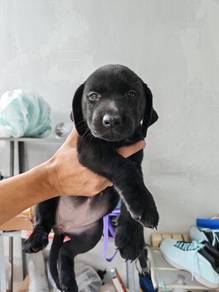 Labrador black