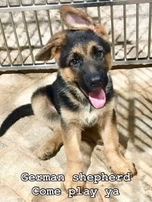 German shepherd Germany bloodline