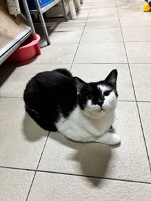 Kucing Area Kuala Lumpur