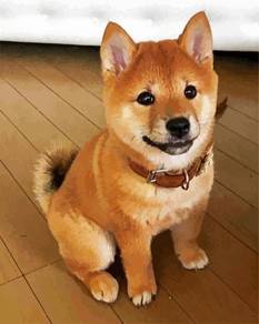 Shiba Inu