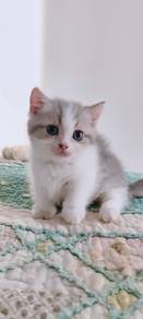 Munchkin Bsh