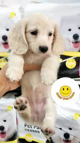 DD2000 #MKA cream haired Mini Dachshund puppy dog
