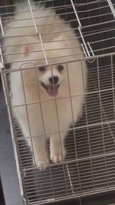 Pomeranian Male
