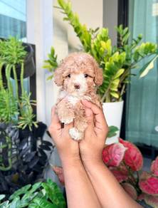 tiny Maltipoo puppies 