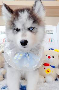 Wooly Husky