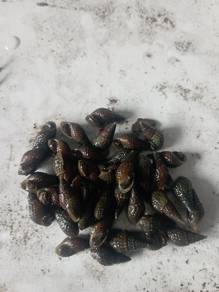 siput terompet 