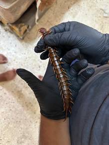 lipan centepede 