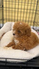 Maltipoo puppies 