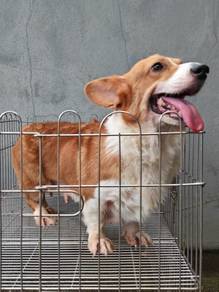Welsh Corgi bi color for adoption